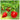 “After Death” Red Habanero Puree. Hott XX - Tubac Gourmet Foods