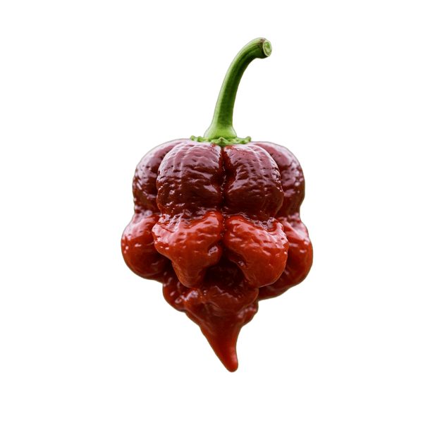 Carolina Reaper Olive Oil - Tubac Gourmet Foods