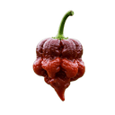 Carolina Reaper Olive Oil - Tubac Gourmet Foods