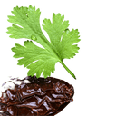 Cilantro Chipotle Olive Oil - Tubac Gourmet Foods