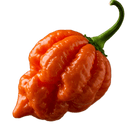 Ghost Pepper Olive Oil - Tubac Gourmet Foods
