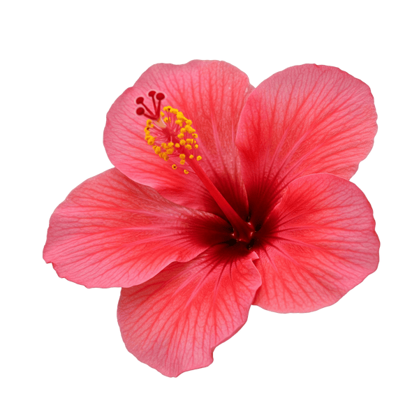 Hibiscus Dark Balsamic Vinegar - Tubac Gourmet Foods