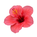 Hibiscus Dark Balsamic Vinegar - Tubac Gourmet Foods