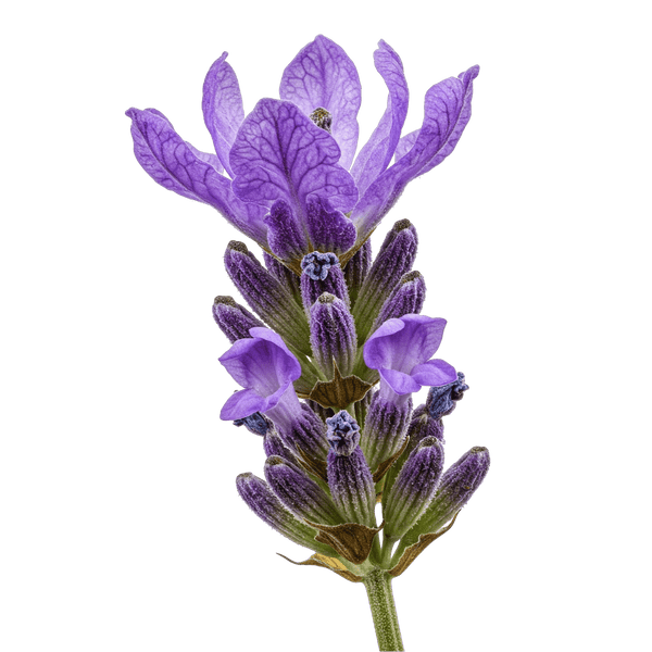 Lavender White Balsamic Vinegar. - Tubac Gourmet Foods