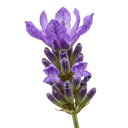 Lavender White Balsamic Vinegar. - Tubac Gourmet Foods