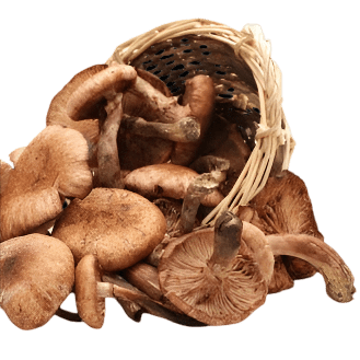 Mushroom Lover’s Olive Oil - Tubac Gourmet Foods