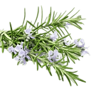 Rosemary Olive Oil - Tubac Gourmet Foods