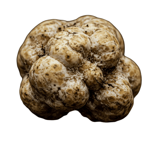 White Truffle Olive Oil - Tubac Gourmet Foods